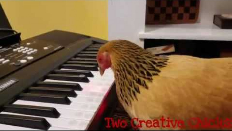 Мелодия песни America the Beautiful в исполнении курицы