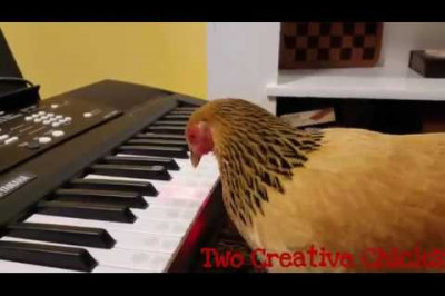 Мелодия песни America the Beautiful в исполнении курицы