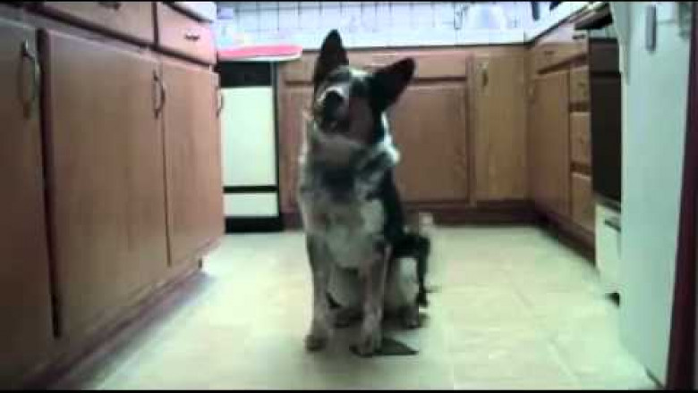 Умная собака , умеющая практически всё .