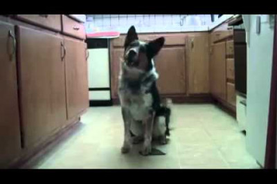 Умная собака , умеющая практически всё .