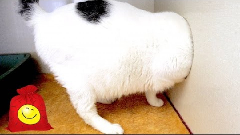 Чересчур любопытные котики 