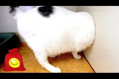 Чересчур любопытные котики 