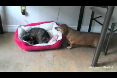 Как кошки украли все собачьи кровати