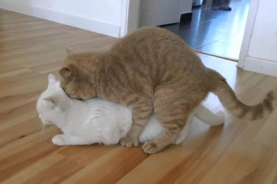 Кавалер для кошки