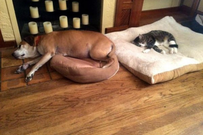 Кто в доме хозяин