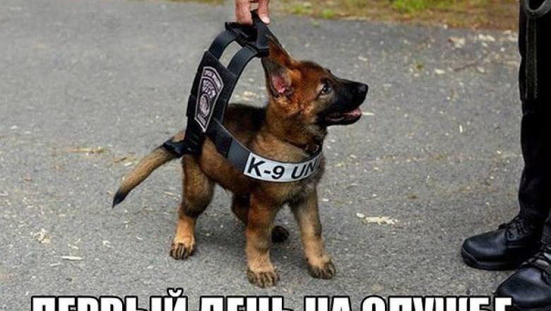 Первый день на службе