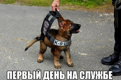 Первый день на службе