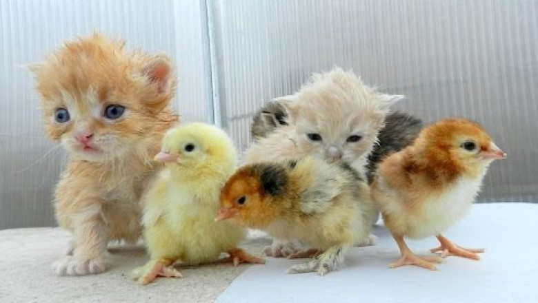 Пол минуты позитива 