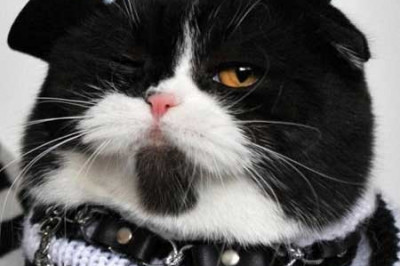 Прикиды усатых друзей