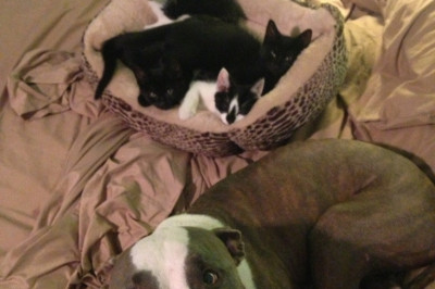 Рейдерский захват 