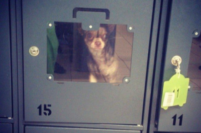 Собачки в камере хранения