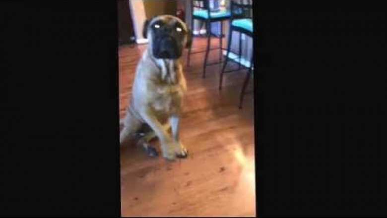 Бульмастиф сдал свою подругу