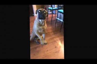 Бульмастиф сдал свою подругу