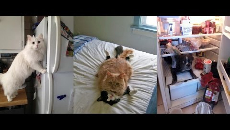 Домашние питомцы , застигнутые врасплох ...