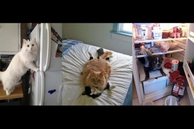 Домашние питомцы , застигнутые врасплох ...