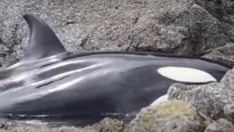 Касатка ждала помощи от людей