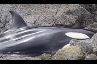 Касатка ждала помощи от людей