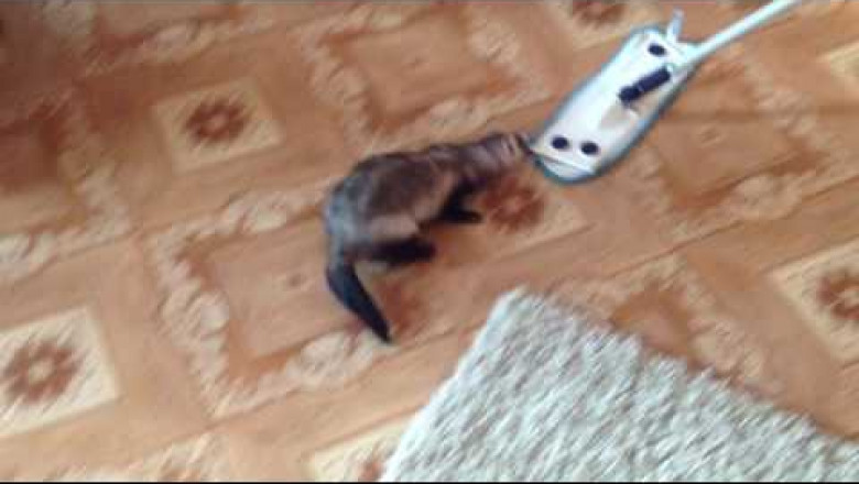 Хорек моет полы