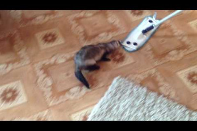 Хорек моет полы