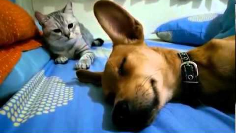 Кот бьет собаку