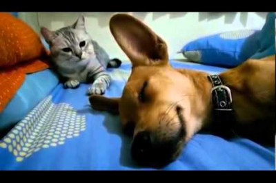 Кот бьет собаку