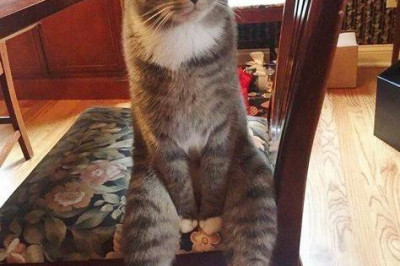 Коты - аристократы 