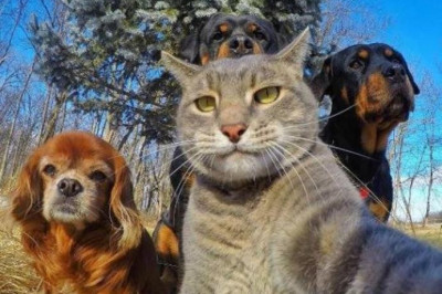 Лучшее  селфи 2017 года стал снимок кота Мэнни 