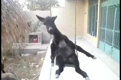 Осел катается на качелях