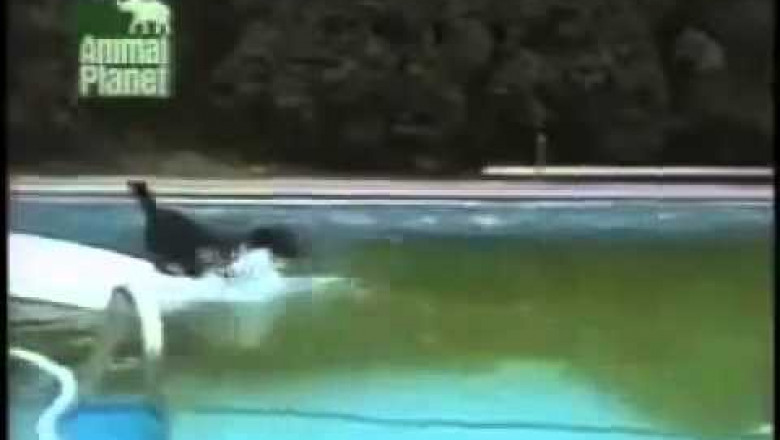 Пёс интеллектуал достает шарик из бассейна