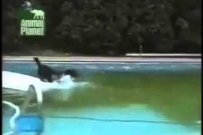 Пёс интеллектуал достает шарик из бассейна