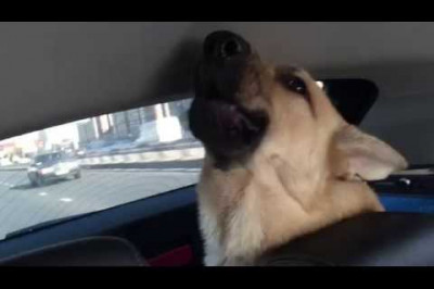 Собака поет под Уитни Хьюстон