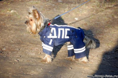 Сотрудники ДПС