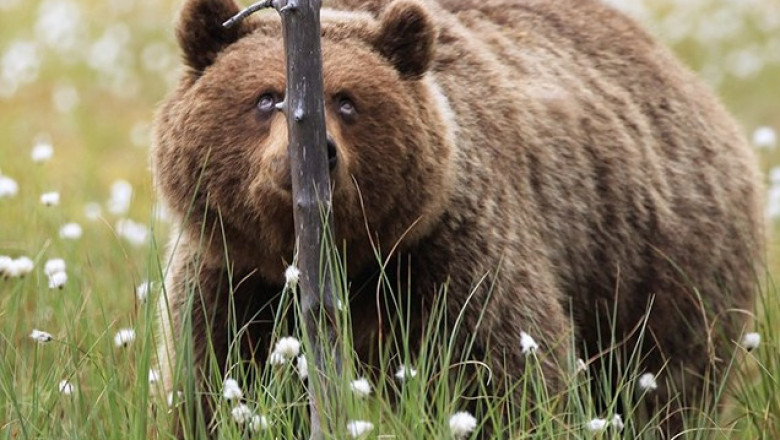 Такая разная живность 