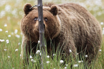 Такая разная живность 