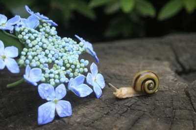 Цветы и насекомые Юки Цудона 