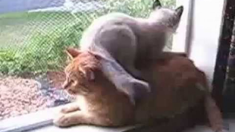 Борзометр молодых зашкаливает