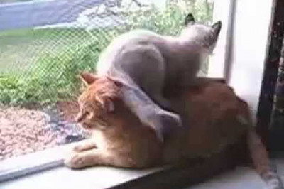 Борзометр молодых зашкаливает