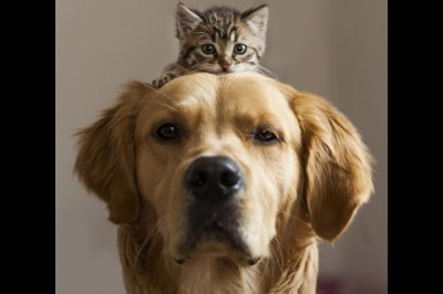 Ехал Грека через реку