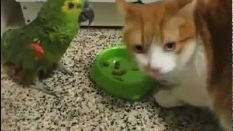 Кот и попугай - драка за еду