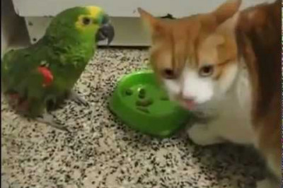 Кот и попугай - драка за еду