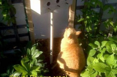 Кто в теремочке живет