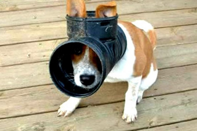 Любопытные животные