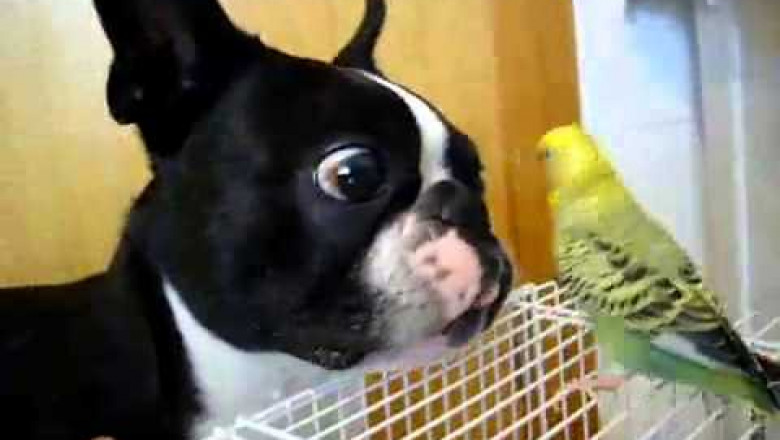 Необычная дружба мопса и попугая