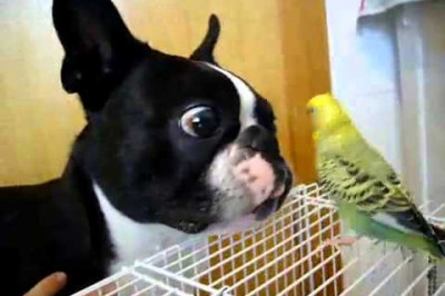 Необычная дружба мопса и попугая