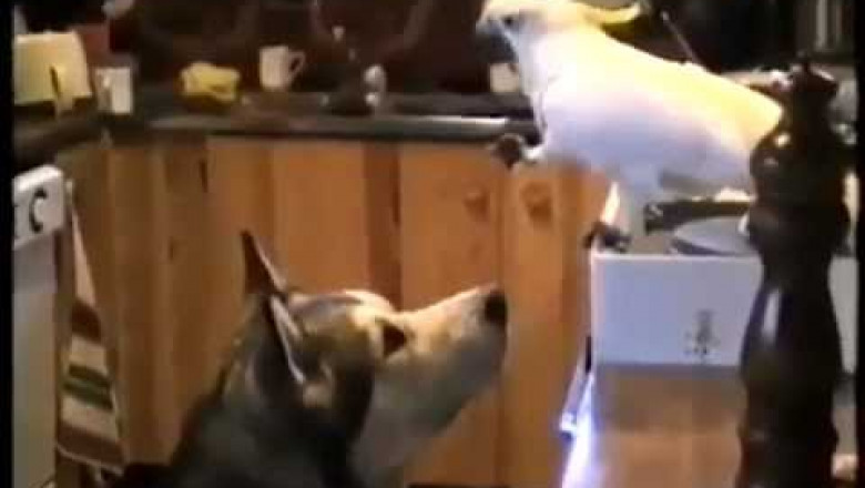 Попугай кормит собаку