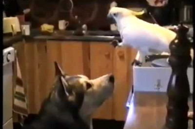 Попугай кормит собаку