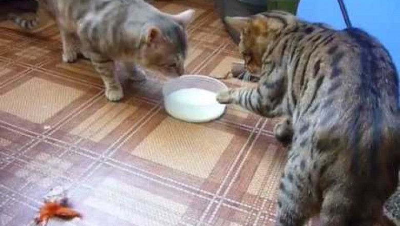 Всё равно не уступлю ...