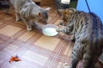 Всё равно не уступлю ...