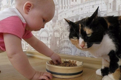 Дети кушают корм котов