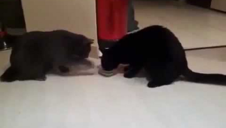 Два кота, а миска одна